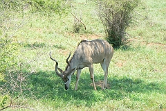 0264-Reis Zuid-Afrika2007